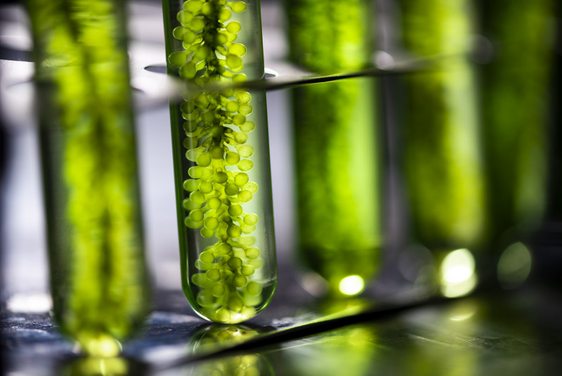 Can lab-grown algae help tackle hunger?