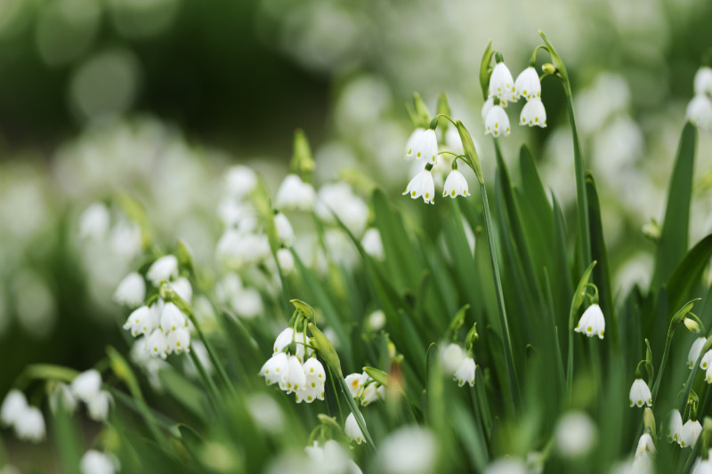 Three apps to make you the best gardener in the 'hood