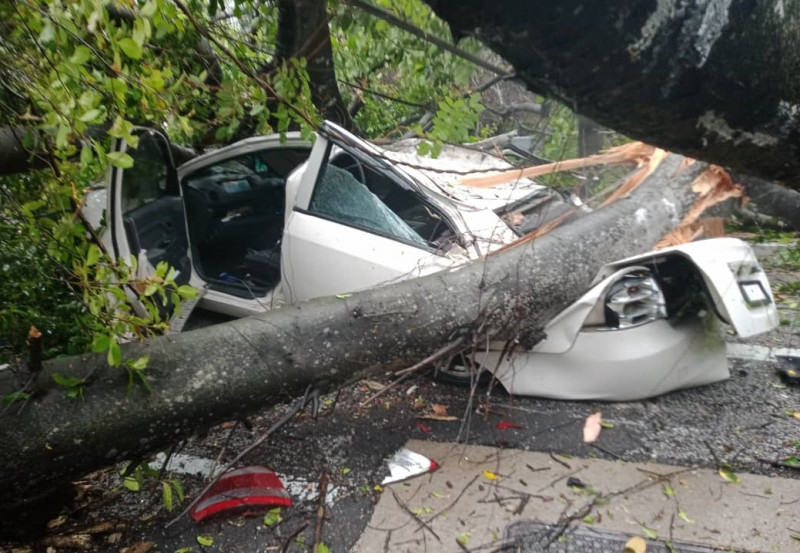 Tree crushes car, m-cycle near National Museum; road closed