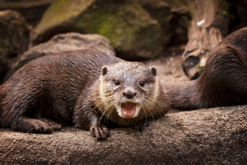 Otter panic: Creatures run wild at Menumbok jetty