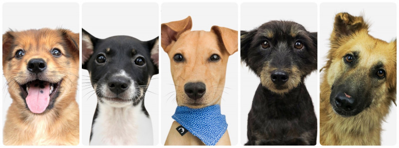 This dog adoption service provides the ultimate ‘wuff’ you need