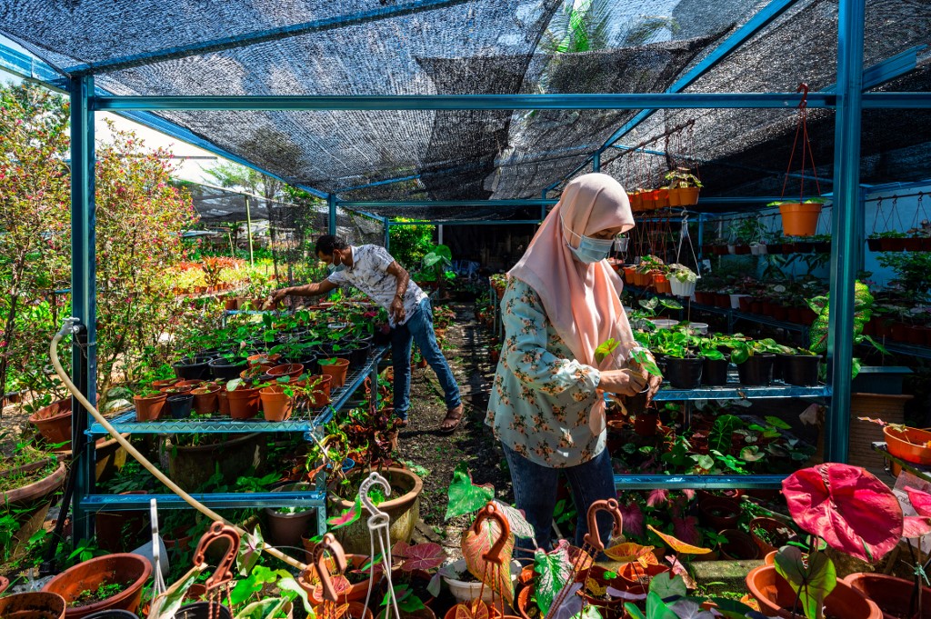 Zalina Bakar (right) and Daud Kasim inspecting caladium plants for sale at their nursery in Sungai Besar, outside Kuala Lumpur. – AFP pic