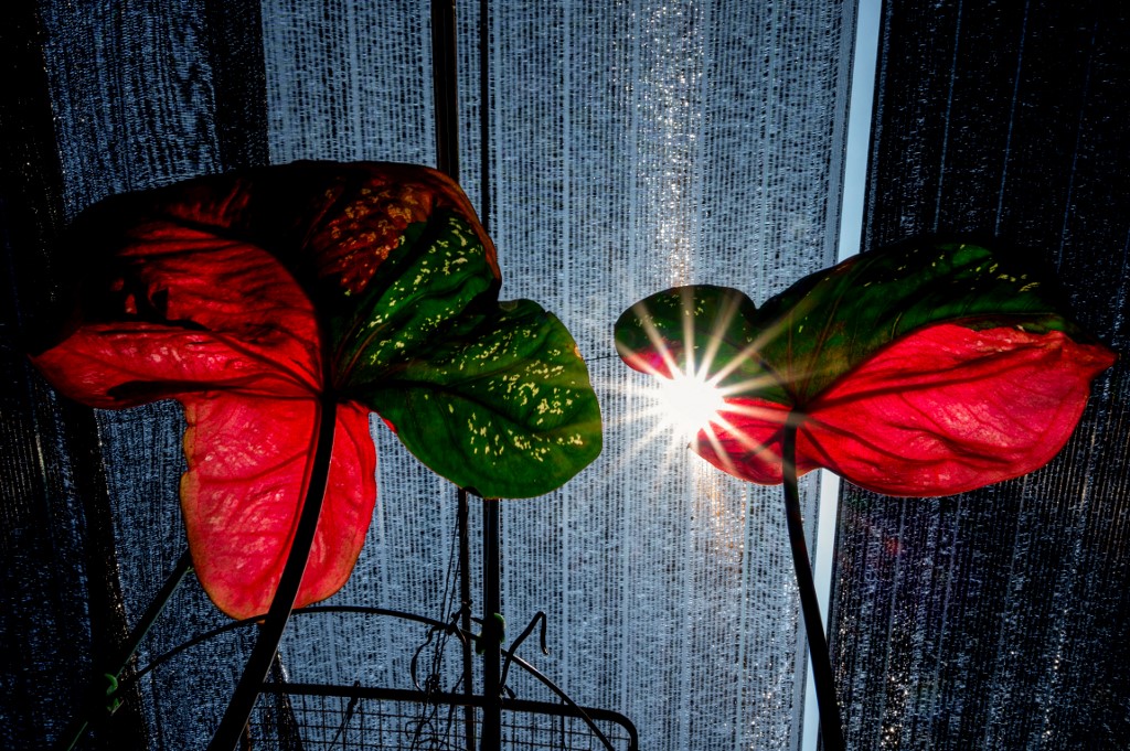 This picture taken on March 8, 2021 shows caladium plants for sale at a nursery in Sungai Besar, outside Kuala Lumpur. Learning to tell your elephant ears from your flamingo flowers has become the latest virus lockdown escape in Malaysia, where houseplants are very much in season. – AFP pic
