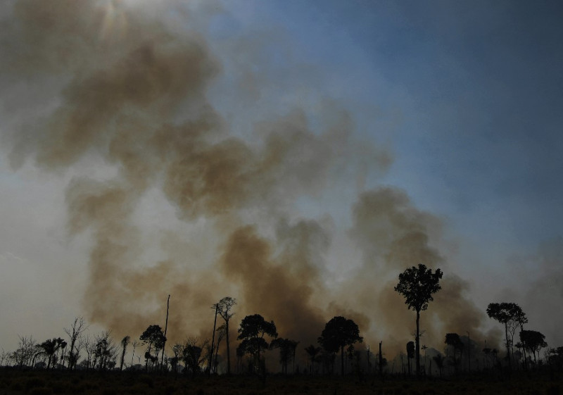Sharp increase in destruction of virgin forests in 2020
