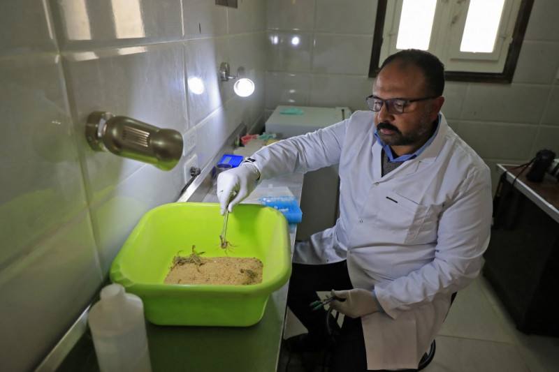 Egypt's 'Scorpion King' turns venom into money