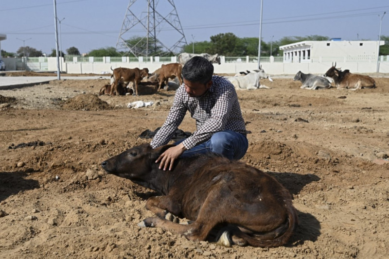 71kg of waste found in stray Indian cow's stomach