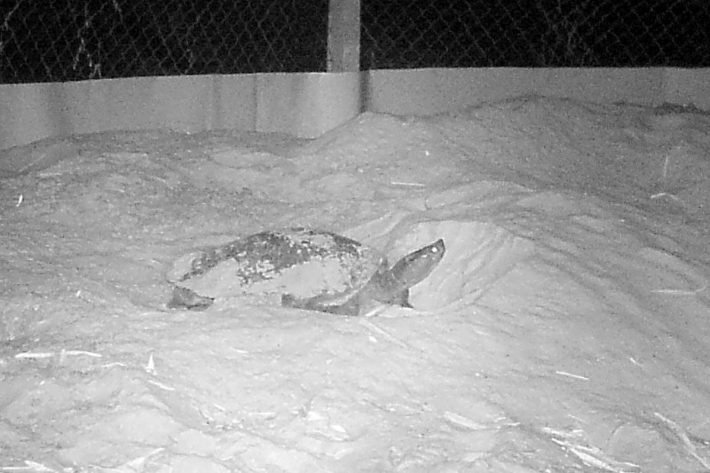 Cambodia's Royal Turtle lays eggs in captivity for first time