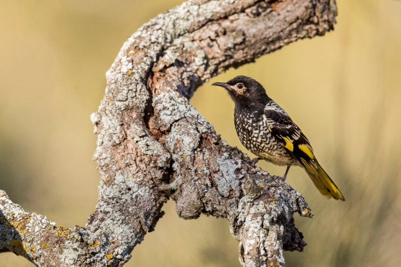 Endangered Australian songbird 'losing its song'