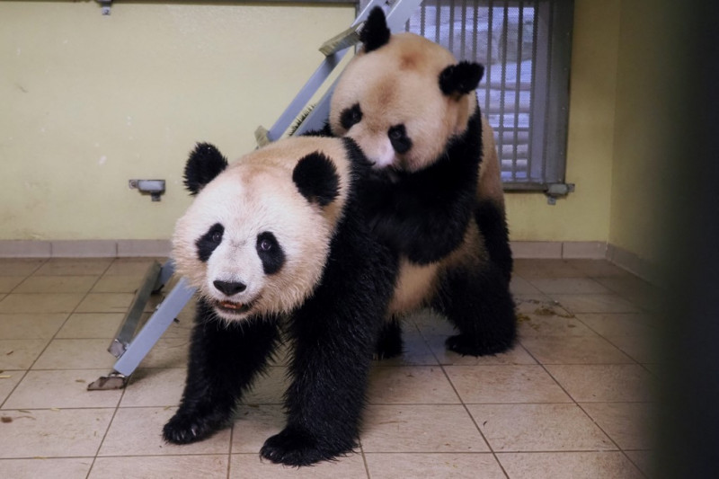 'Cooperative and active': Panda couple mates in France