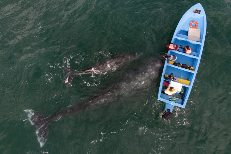 Mexico tourists have whale of a time as pandemic eases