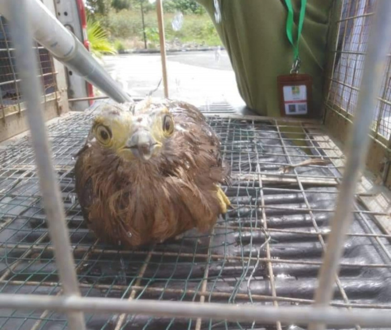 Teacher drives 100-km to hand over injured protected eagle to SFC rangers