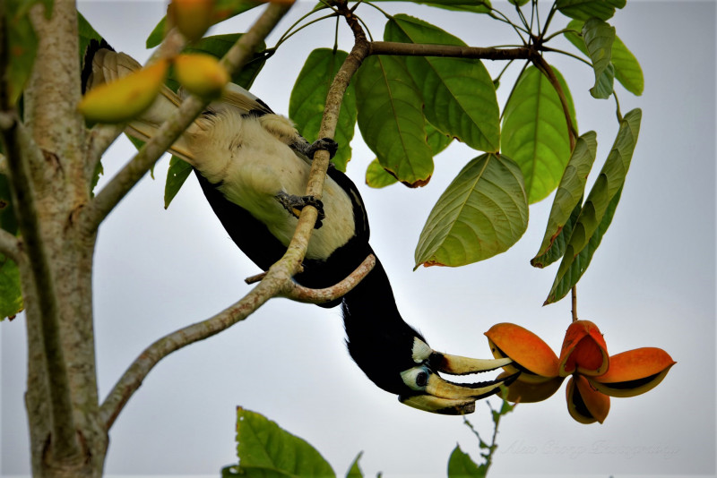 Endangered hornbill mauled by dogs dies in Piasau Nature Reserve 