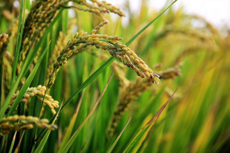 Delayed delivery of subsidised fertiliser leaves padi farmers in bind