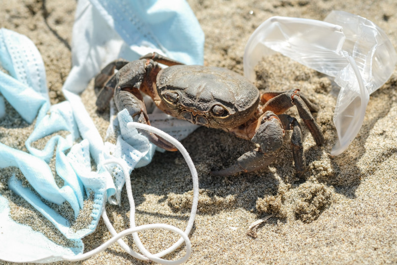 Scientists sound alarm on deadly impacts of Covid-19 waste on animals