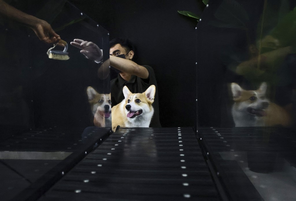 A dog is groomed after running on a treadmill at the 'Posh Pets' boutique and spa in Abu Dhabi on August 16. – AFP pic