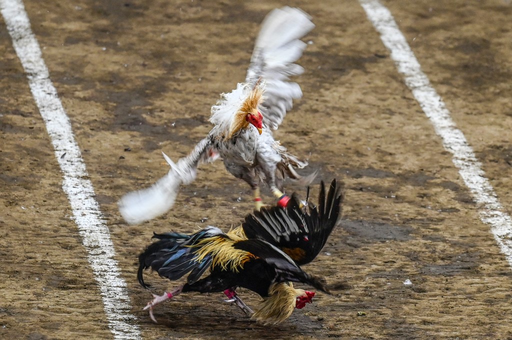 In this photo taken on August 26, roosters fight during a cockfighting match at the San Pedro Coliseum in Laguna province. – AFP pic