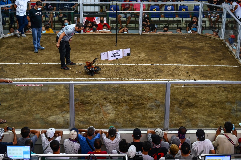 In this photo taken in August 26, people watch as a referee officiates a cockfighting match at the San Pedro Coliseum in Laguna province. – AFP pic