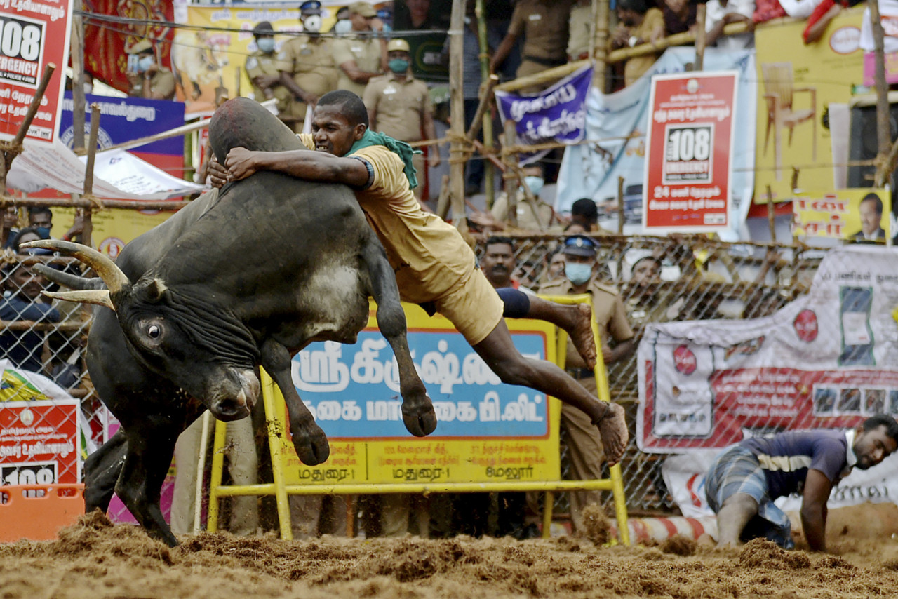 Jallikattu is practiced widely in India and is known as the bull taming event. – AFP pic
