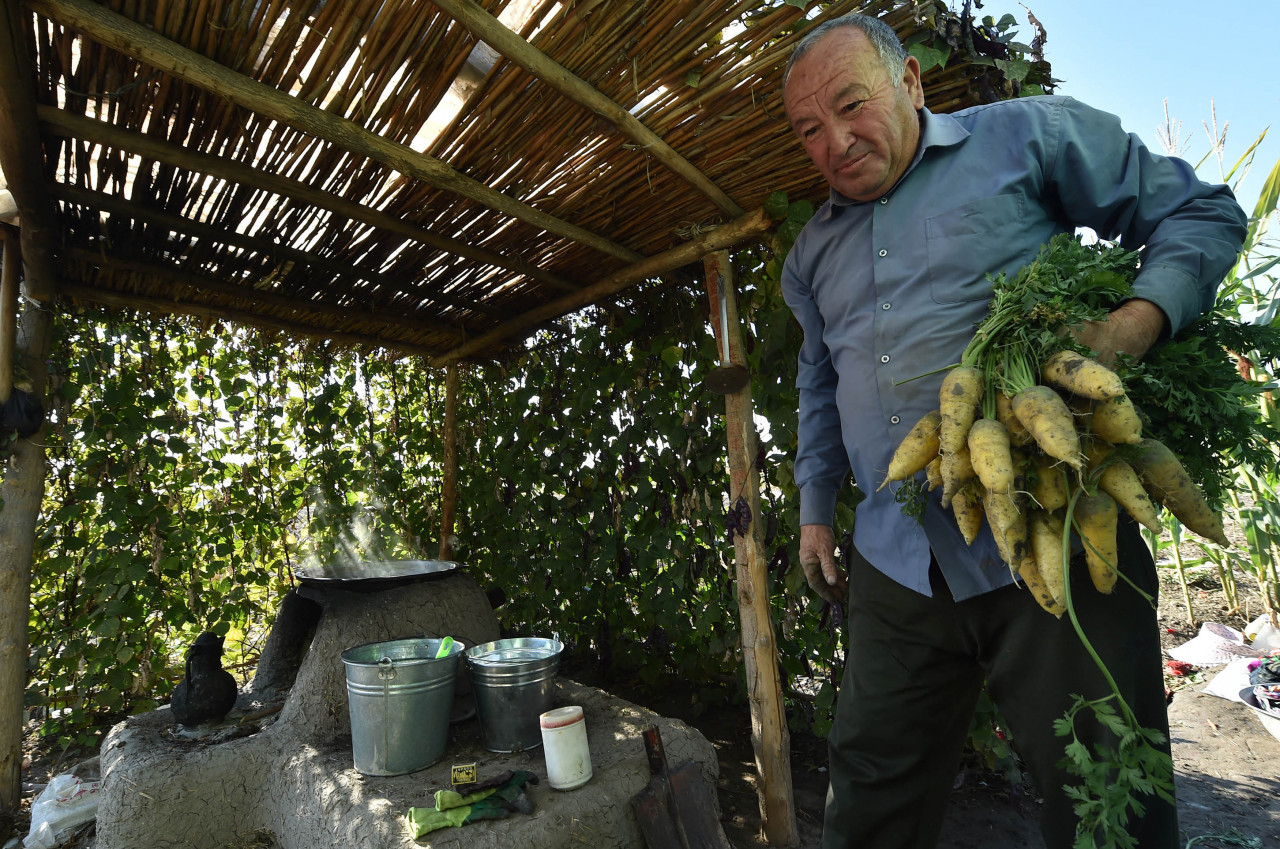 Uzbek farmer Mukhtor Gazatov, 60, picks carrots – one of the core ingredients to plov – a dish known around the world as pilaf, at his farm outside Tashkent. – AFP pic