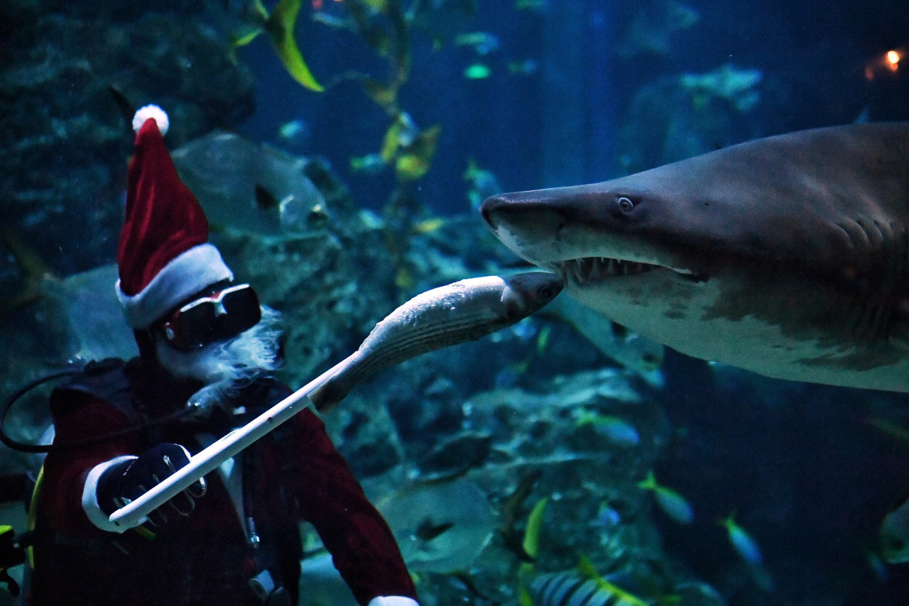 A diver dressed as Santa Claus feeds a shark at the Sea Life Bangkok Ocean World aquarium. – AFP pic