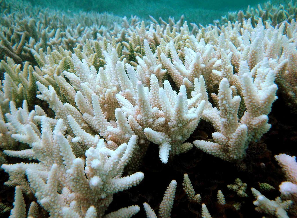 This undated photo released by the Great Barrier Reef Marine Park Authority on April 23, 2009 shows a bleached section of Australia's Great Barrier Reef. 