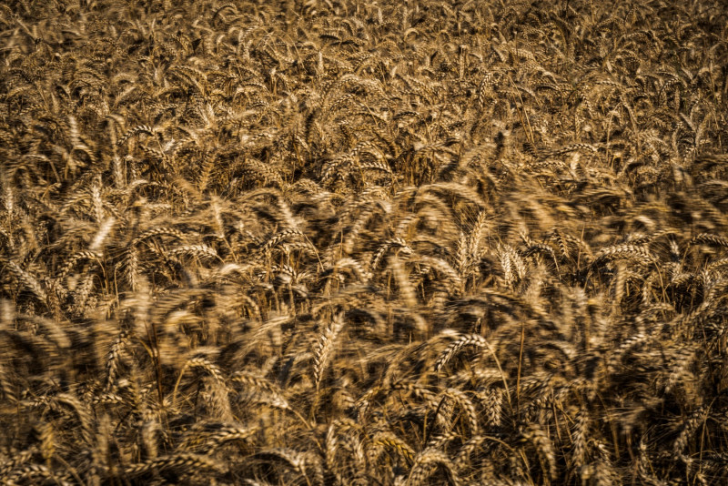 Increasing crop production is not a simple solution to hunger issues. – AFP pic