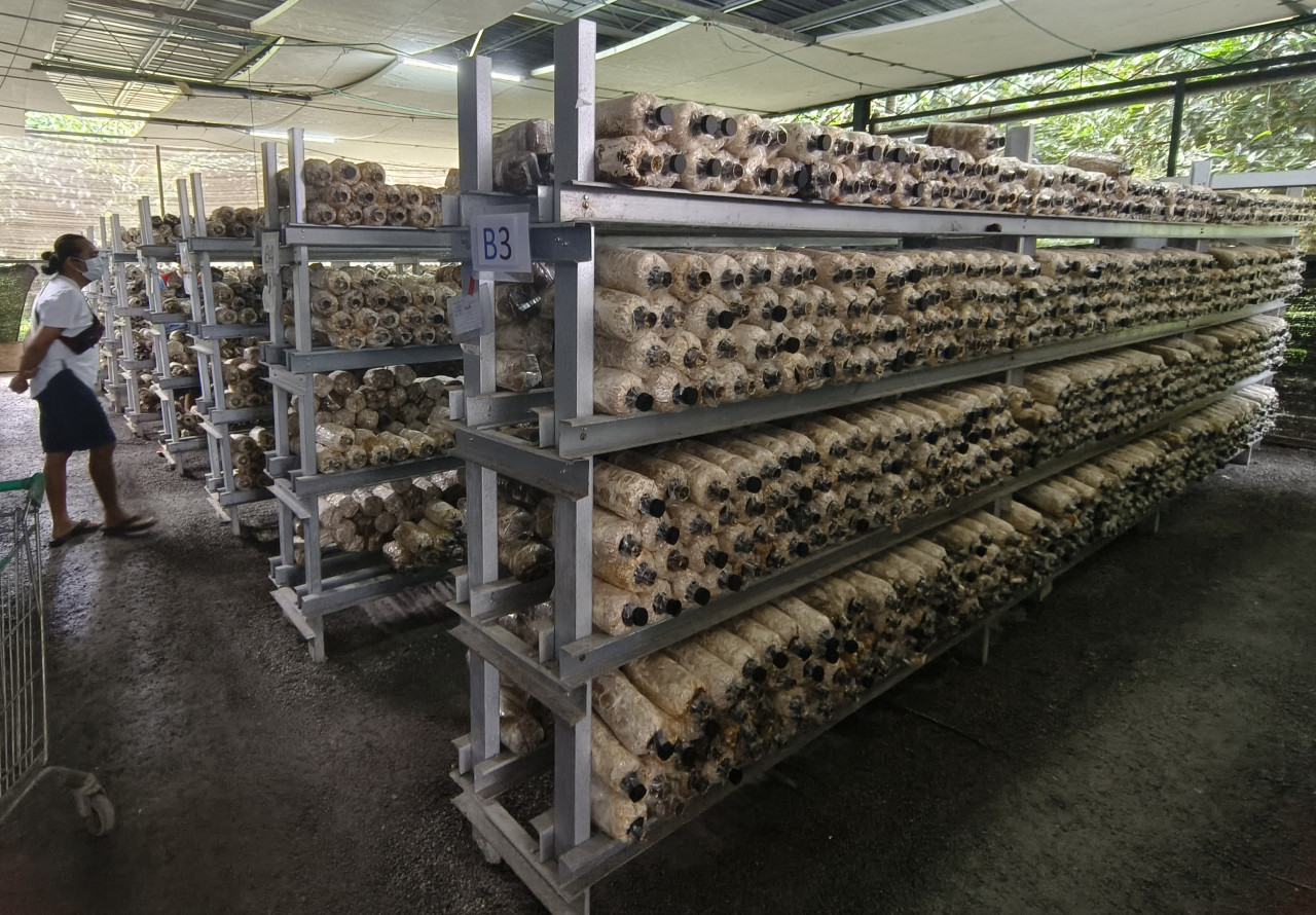 Soon’s mushroom farm started from a charity project to help single mothers in Tamparuli. – Pic by Rebecca Chong
