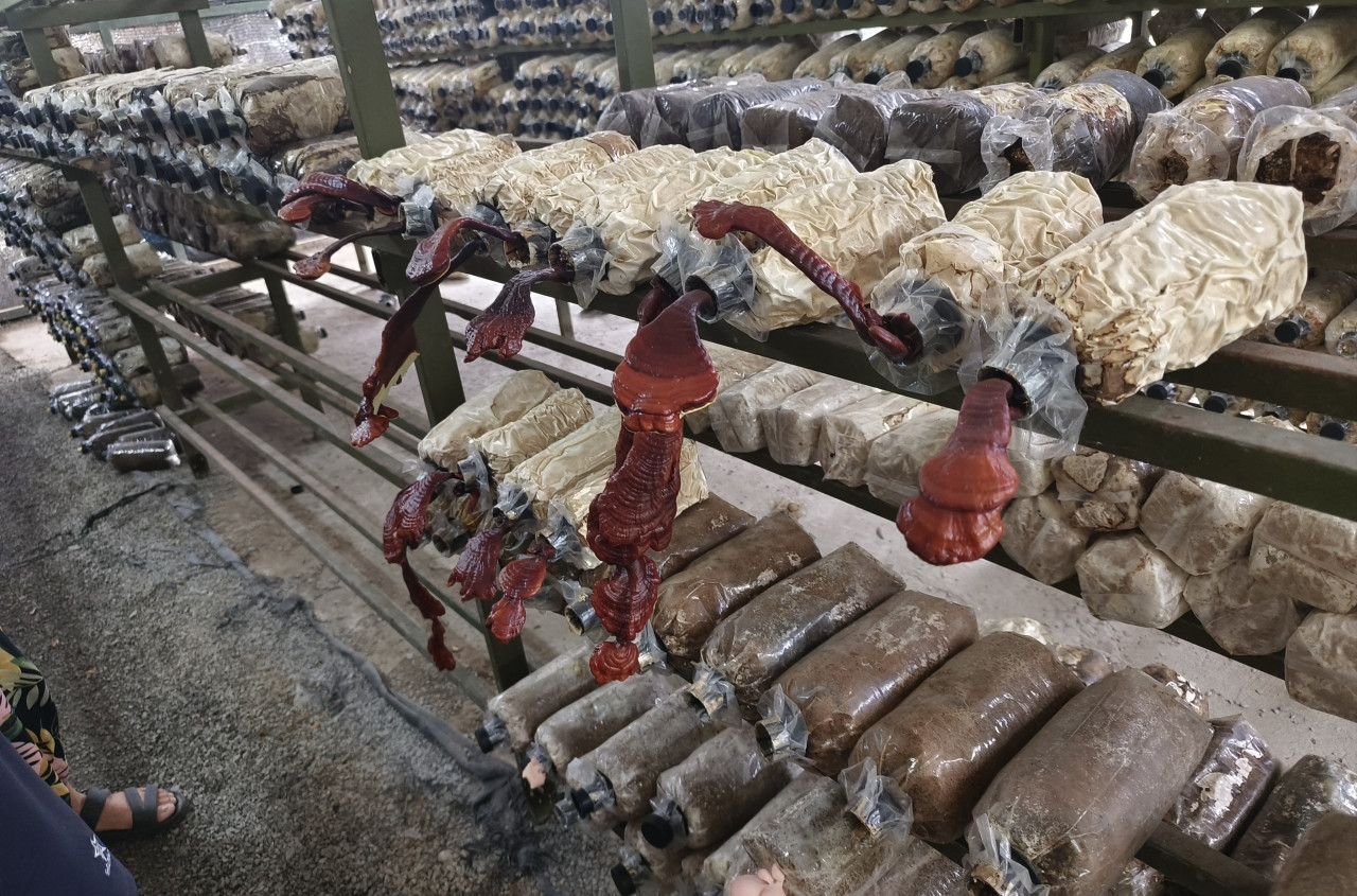 Soon is currently researching to farm lingzhi (ganoderma), among other types of mushrooms. – Pic by Rebecca Chong