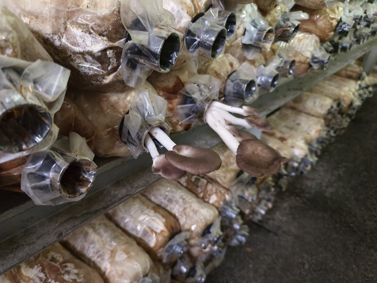 Grey oyster mushrooms are lowland mushrooms that do not require cold weather to grow. – Pic by Rebecca Chong