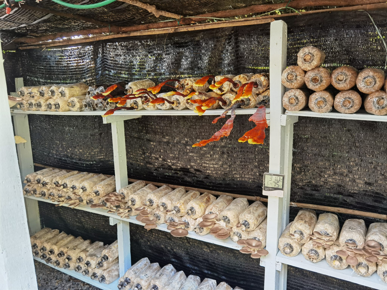 Soon helped to set up a mini mushroom farm in SK Lok Yuk Inanam. – Pic courtesy of Soon Kok Leong