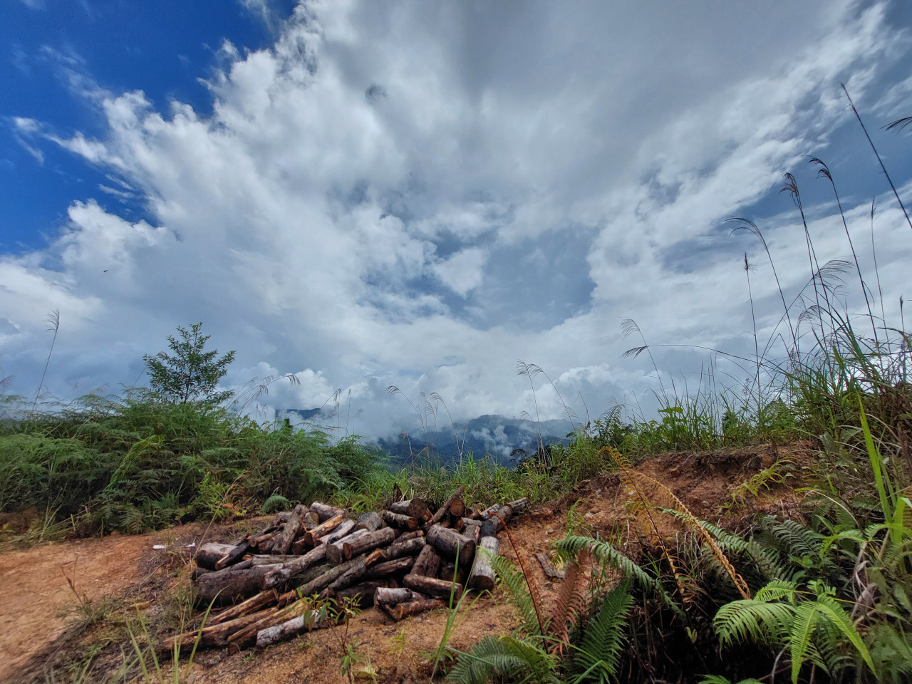 Cut wood meant for the Kampung Rundum folks who live without electricity and water in Rundum Highlands, which was established in 2018. – JASON SANTOS/The Vibes pic