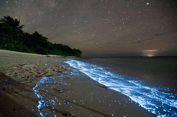 Rumbia Island beach, where bioluminescent phytoplankton is visible along the shoreline. – Picture courtesy of Malaysia Kini Facebook page