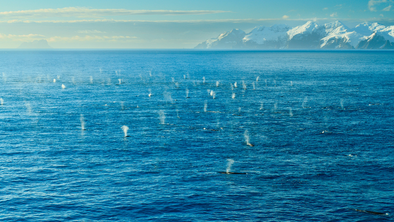 A gathering of Fin whales in the Southern Ocean. – Pic courtesy of National Geographic/Bertie Gregory for Disney+