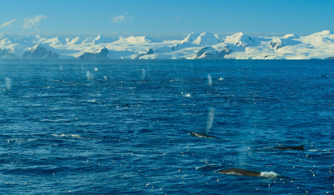 A gathering of fin whales in the Southern Ocean. – Pic courtesy of National Geographic/Bertie Gregory for Disney+