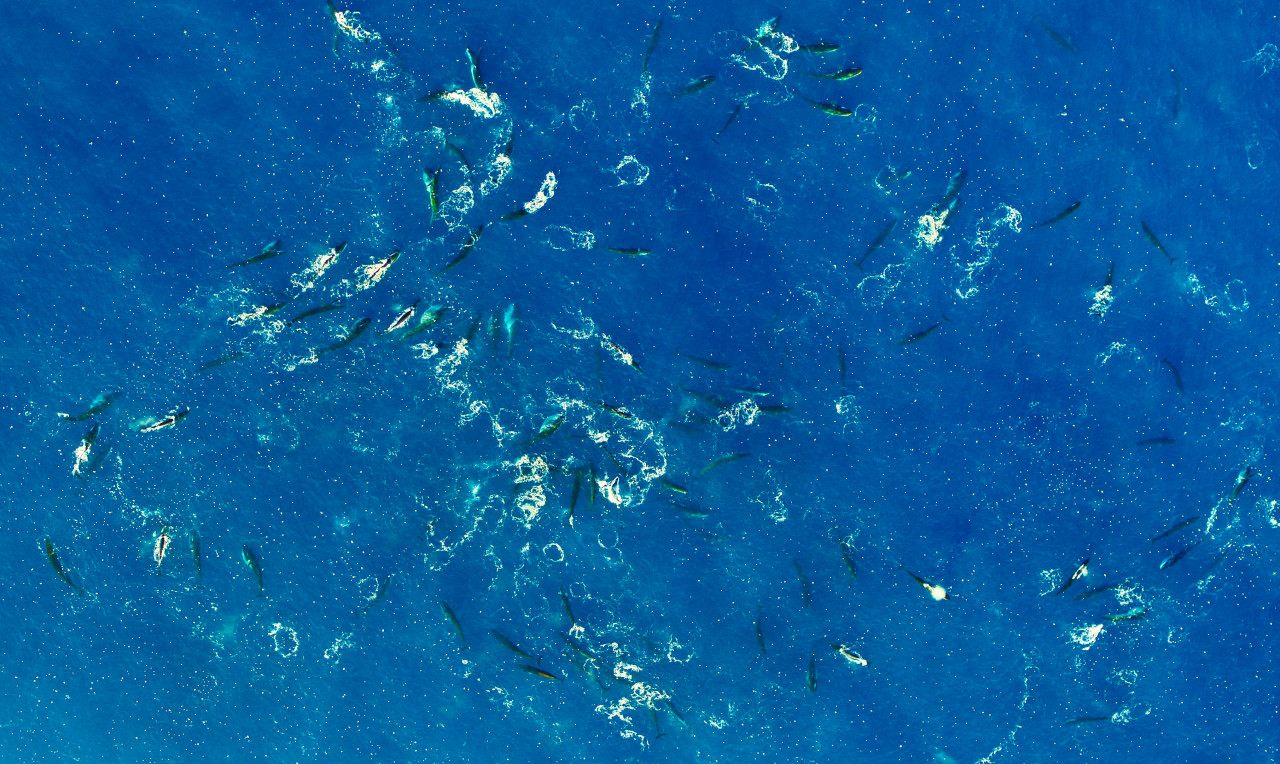 A large fin whale feeding aggregation. – Pic courtesy of National Geographic/Bertie Gregory for Disney+