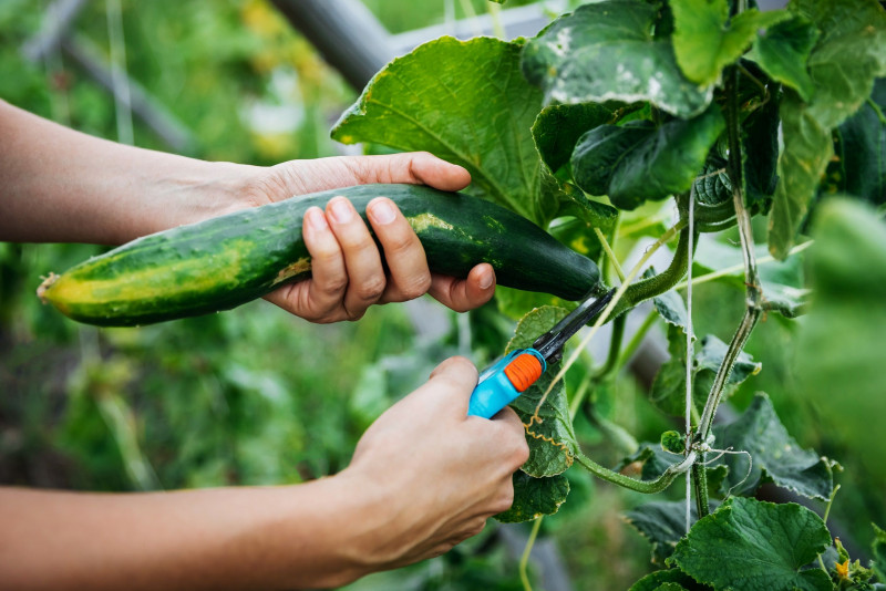 According to a study, cucumbers had higher yield rates if grown in urban areas. – ETX pic