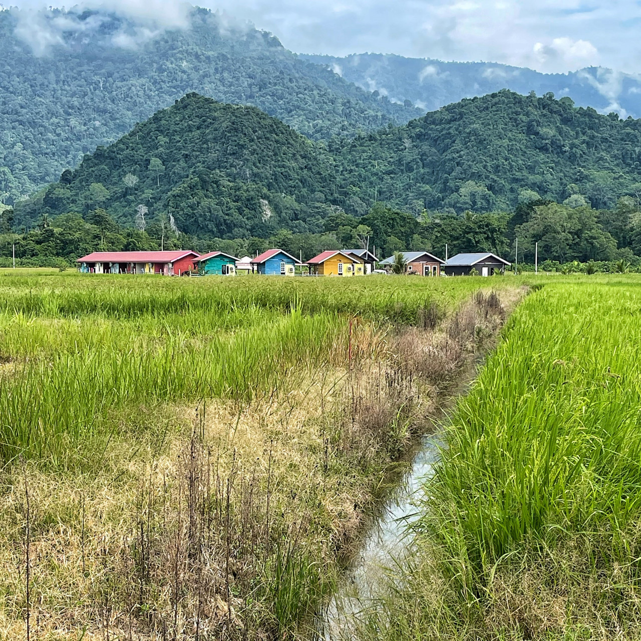 Surrounded by paddy fields, with lush tree covered hills and mountains providing an air of relaxation. – Pic by Shireen Zainudin