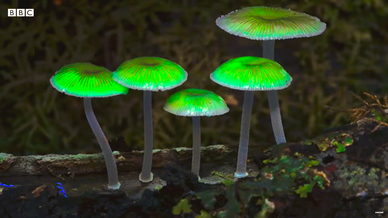 The producers of The Green Planet took a story approach in their filmmaking, lending each plant a personal character of their own. New robotic systems allowed the team to film plants in various immersive ways to show their development and tell their stories in detail. – Screengrab