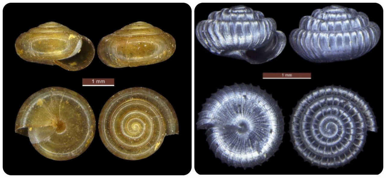 (L) Microcystina paripari named after the Nature Reserve in Sarawak where it was discovered. (R) Paralaoma sarawakensis has a striking shell sculpture. – Pic courtesy of IBEC