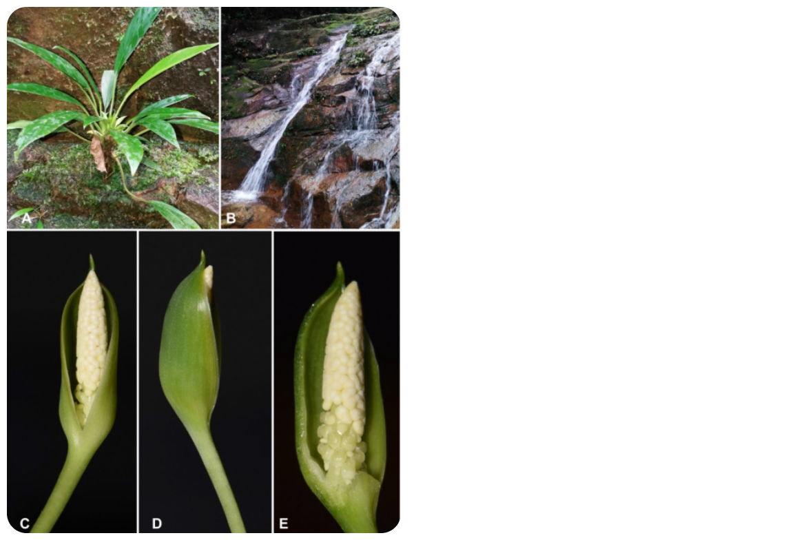 Examples of the Homalomena santubongensis. – Pic courtesy of IBEC