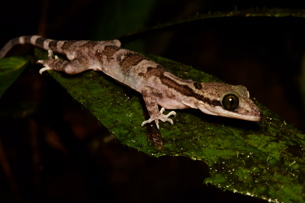 Cyrtodactylus hantu Davis. – Pic courtesy of IBEC