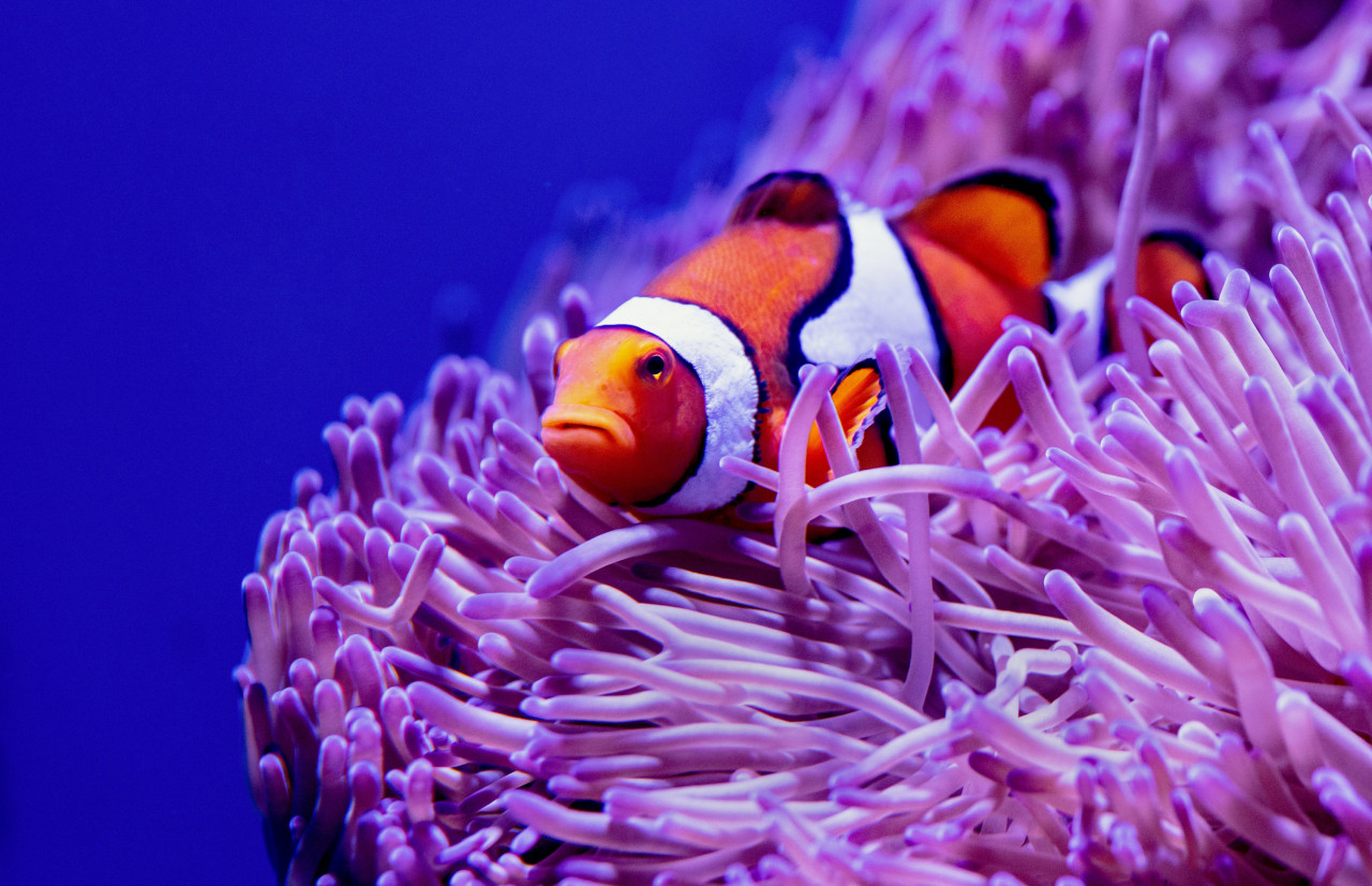 Whole habitats of aquatic wildlife are at risk of disappearing if the coral reefs are not cared for. – Pic courtesy of Unsplash