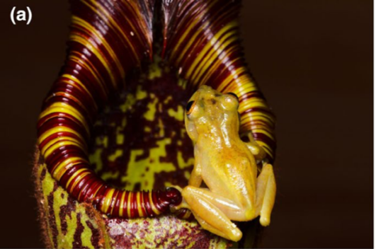 An adult of the species Philautus nepenthophilus. – Pic courtesy of IBEC