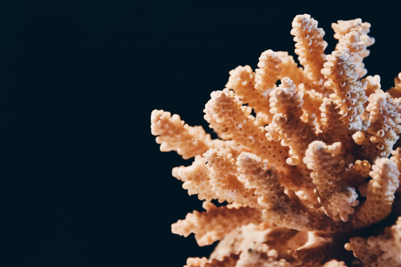 The waters off Malaysia are not immune to this crisis, as local coral populations are also declining. – Pic courtesy of Unsplash