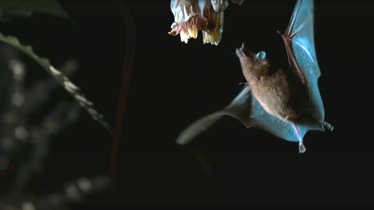 The Green Planet gets viewers up close to notice the interconnected world of plants and animals. This unique flora called the Seven Hour flower entices a bat with its sweet nectar. The flower only blooms for a single night before dying within seven hours of blooming. It relies on bats for pollination to spread well beyond its own existence. – Screengrab
