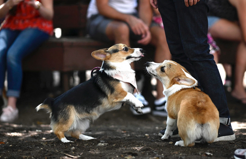 Demand for queen's favourite corgis hits new high after her death
