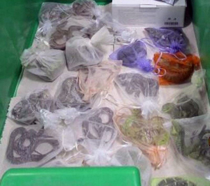 Scales of justice: US smuggler arrested for snakes in pants
