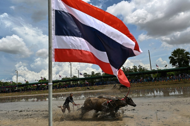 Mud, sweat and cheers: traditional Thai water buffalo race enthrals crowds
