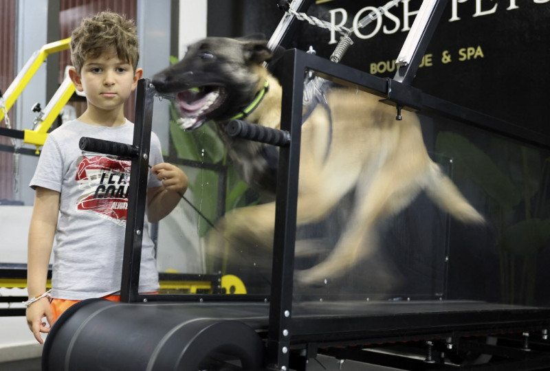 Hot dogs: UAE's perspiring pooches get air-conditioned workout