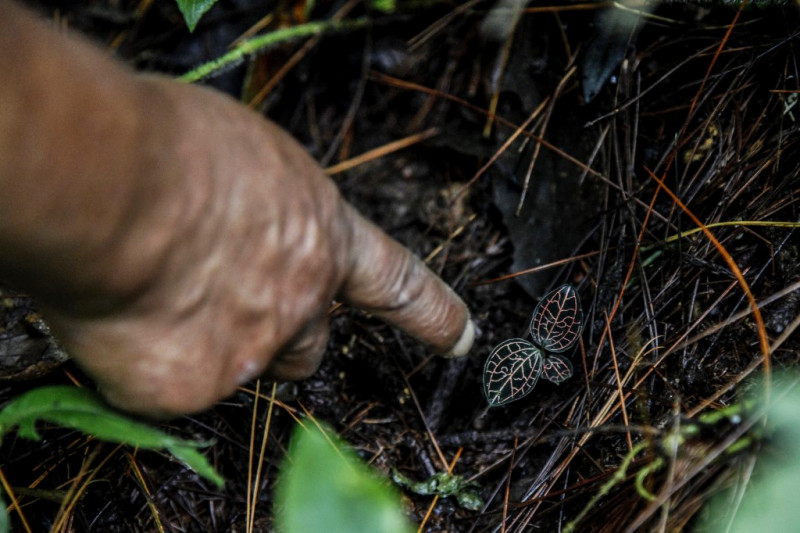 'Crowns of the forest': Indonesian helps orchids bloom again
